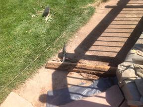 Removing the buried 2x4 used to level the crusher fine base for flagstone patio.